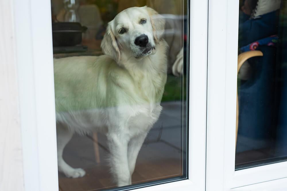 Pet Door Specialists services in Dubai